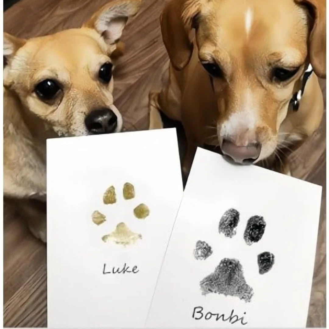 طقم حبر آمن وغير سام لبصمات أق - مراجعة Footprint Ink Kit وسعره